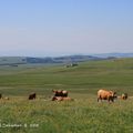 Aubrac