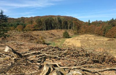 La forêt, l'arbre et l'humilité.