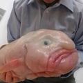 Le Blob fish.