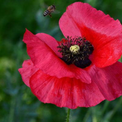 Best of Maryse suite