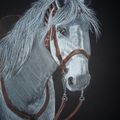 portrait cheval Camargue