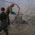 La force du poisson .