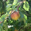 un vrai verger dans mon jardin