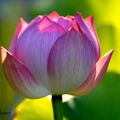 La Fleur de Lotus