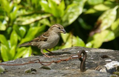 moineau domestique