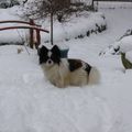 Generous "Darcy" dans la neige !