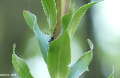Chrysomelidae.