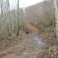 Le désastre en forêt du Bager