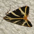 Un papillon sur mon plafond