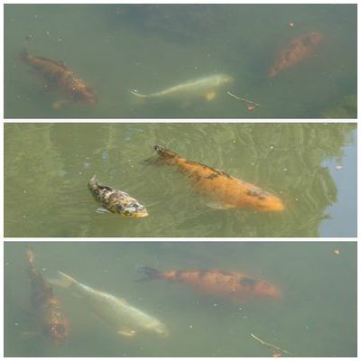 Bassin du château de Loumarin.