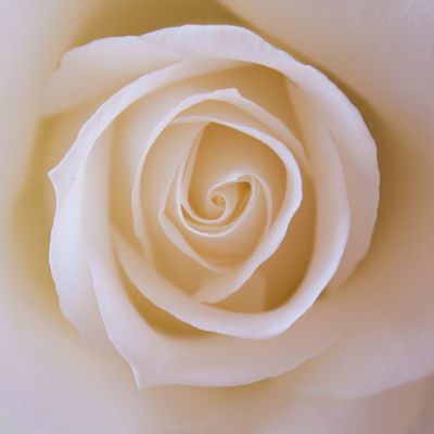 La rose et la pivoine à l'honneur! (Exporose 2025, Grasse)