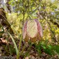 Fritillaire à involucre 