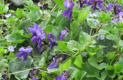 Les violettes et sa confiture.