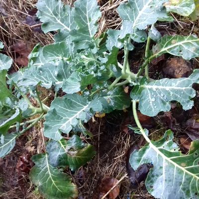 Hiver sur le compost