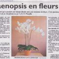 *****Le phalaenopsis en fleurs******