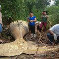  Une baleine à bosses retrouvée au milieu de la forêt amazonnienne 
