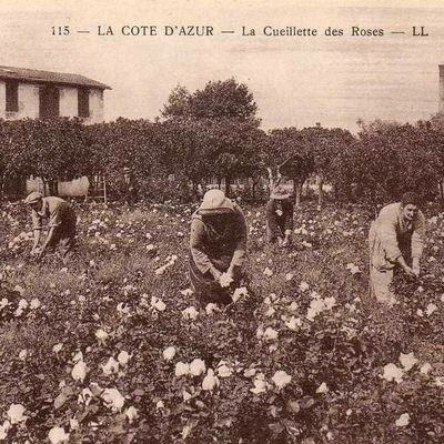 Cartes Postales Anciennes : Les roses de la Côte d'Azur...