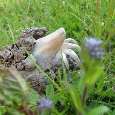 Taupinette à Museau Flammé