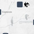 les cormorans