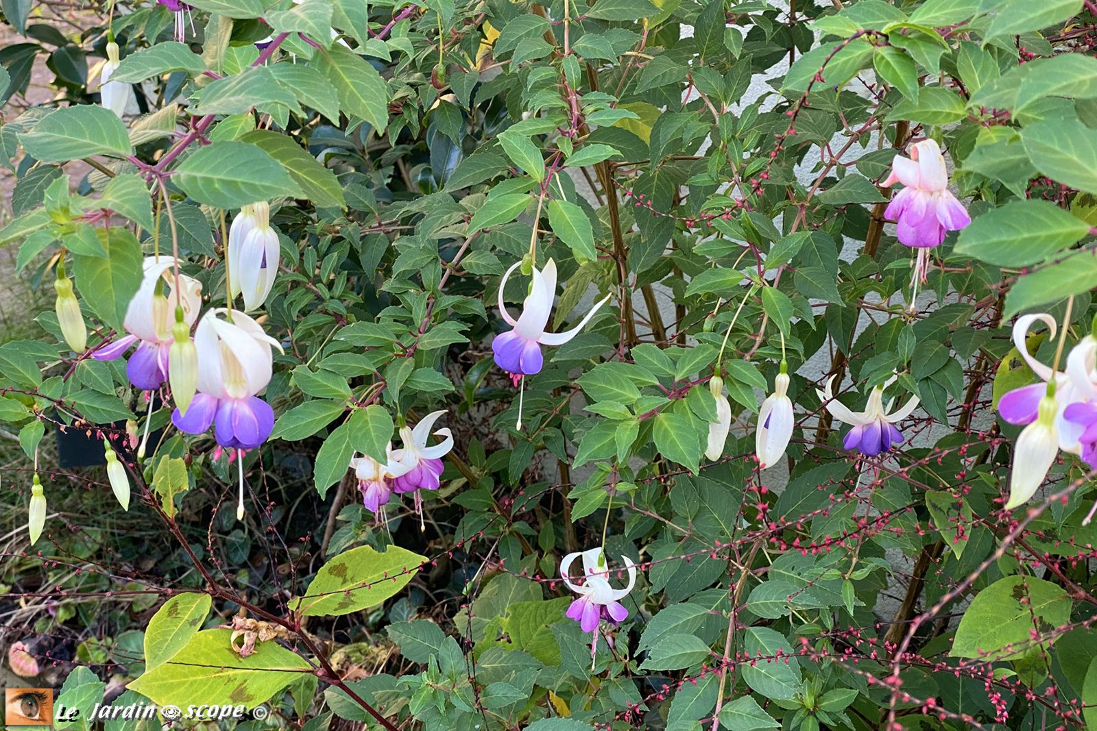 Fuchsia Delta Sarah