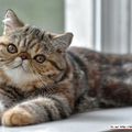 Exotic Shorthair