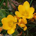 Les crocus illuminent le jardin de leur couleur éclatante !