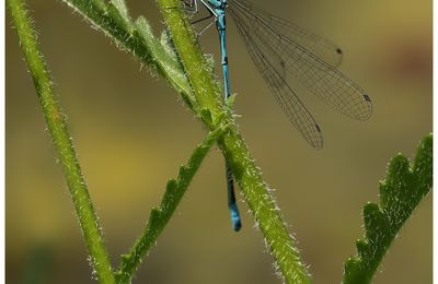 Agrion jouvencelle (demoiselle) à St Paul de Varces