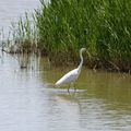 Couleur Camargue (15)