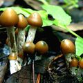 Psilocybe à pied argenté, Paresthésiant de l'ombre (ヒカゲシビレタケ)