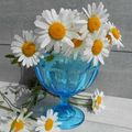La marguerite à la corolle blanche