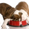 Les besoins nutritionnels du chiot : Comment