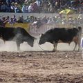La vidéo du combat de taureaux à Arequipa...