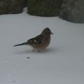 Un oiseau dans la neige...