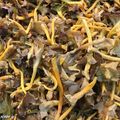 De très bonnes chanterelles d'automne à la saveur délicate...