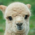 Le lama