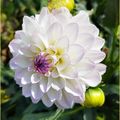 Les fleurs du dimanche
