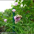 Petite abeille