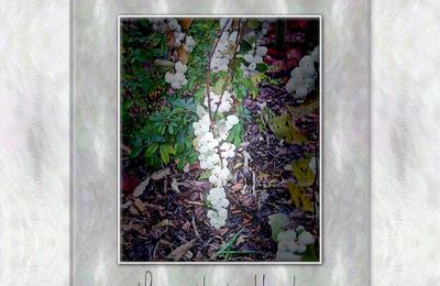 * La symphorine blanche