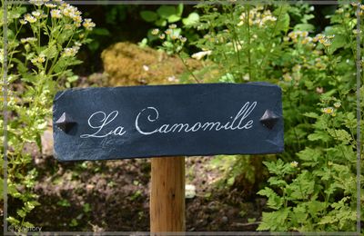La camomille 
