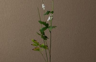 Ikebana by Toshiro Kawase