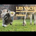 Il automne - La belle lumière du soir