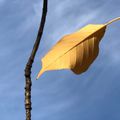 Les dernières feuilles du Prunus