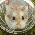 UN HAMSTER POUR MON ENFANT