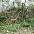 Qu'est-ce qu'un parcours 3D au tir à l'arc