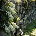 Des hydrangeas sur le vieux mur