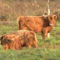 Highland Cattle