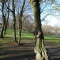 Quelques broussins au pied de l'arbre qui