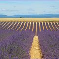 La route de la lavande