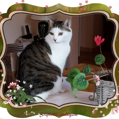 Collection cartes chats 1