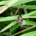 Ichneumon